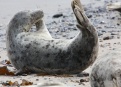 Ostrov Helgoland - fotografický ráj v Severním moři