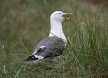 Ostrov Helgoland - fotografický ráj v Severním moři