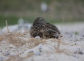 Ostrov Helgoland - fotografický ráj v Severním moři