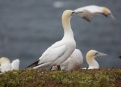 Ostrov Helgoland - fotografický ráj v Severním moři