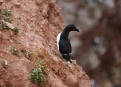 Ostrov Helgoland - fotografický ráj v Severním moři