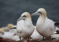 Ostrov Helgoland - fotografický ráj v Severním moři