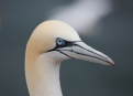 Ostrov Helgoland - fotografický ráj v Severním moři