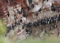 Ostrov Helgoland - fotografický ráj v Severním moři