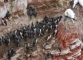 Ostrov Helgoland - fotografický ráj v Severním moři