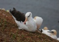 Ostrov Helgoland - fotografický ráj v Severním moři