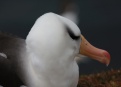 Ostrov Helgoland - fotografický ráj v Severním moři