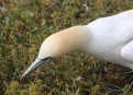 Ostrov Helgoland - fotografický ráj v Severním moři