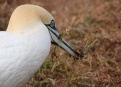 Ostrov Helgoland - fotografický ráj v Severním moři