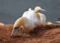 Ostrov Helgoland - fotografický ráj v Severním moři