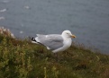 Ostrov Helgoland - fotografický ráj v Severním moři