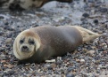 Ostrov Helgoland - fotografický ráj v Severním moři