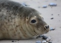 Ostrov Helgoland - fotografický ráj v Severním moři