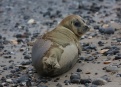 Ostrov Helgoland - fotografický ráj v Severním moři