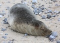 Ostrov Helgoland - fotografický ráj v Severním moři