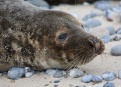 Ostrov Helgoland - fotografický ráj v Severním moři