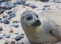 Ostrov Helgoland - fotografický ráj v Severním moři