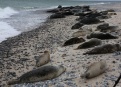 Ostrov Helgoland - fotografický ráj v Severním moři