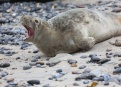 Ostrov Helgoland - fotografický ráj v Severním moři