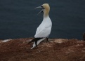 Ostrov Helgoland - fotografický ráj v Severním moři