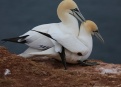 Ostrov Helgoland - fotografický ráj v Severním moři