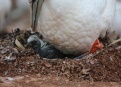 Ostrov Helgoland - fotografický ráj v Severním moři