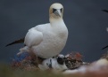 Ostrov Helgoland - fotografický ráj v Severním moři