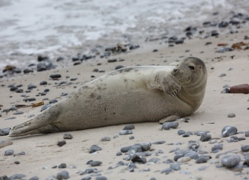 Ostrov Helgoland - fotografický ráj v Severním moři