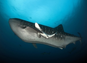 Letošní Malpelo