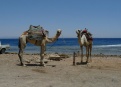 Dahab 2011